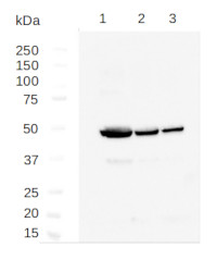 Tubulin alpha chain (polyclonal antibodies) in the group Antibodies Plant/Algal  / Developmental Biology / Cytoskeleton at Agrisera AB (Antibodies for research) (AS10 680)